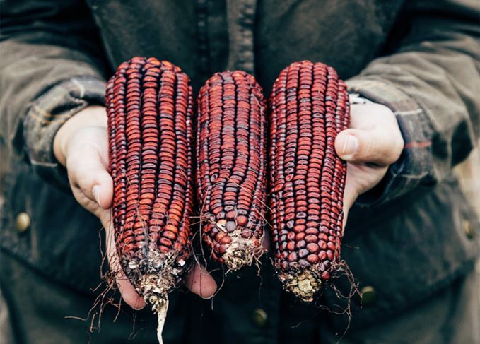 Jimmy Red corn used by Hire Wire Distilling to make Bourbon