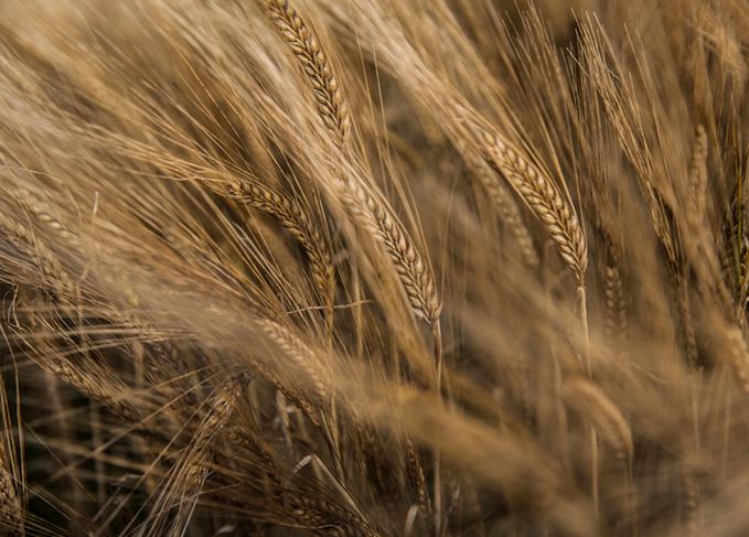 Barley field