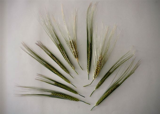 Bruichladdich barley variety