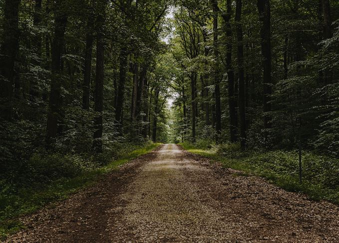 Loches Forest in France