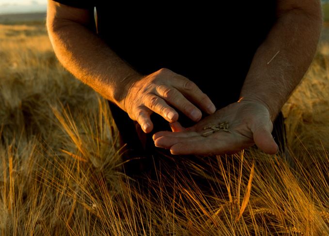 Farmer holding barley grains in a barley field