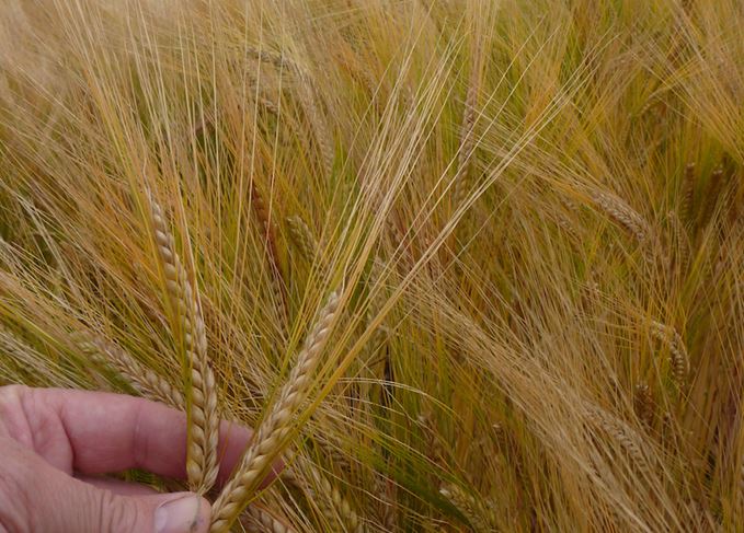 Barley variety whisky