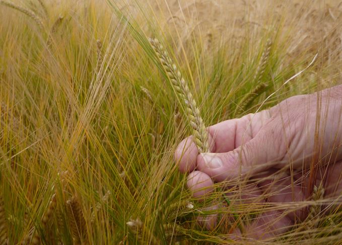 Barley research