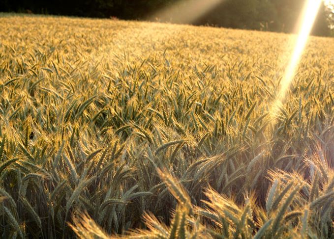 Field of wheat