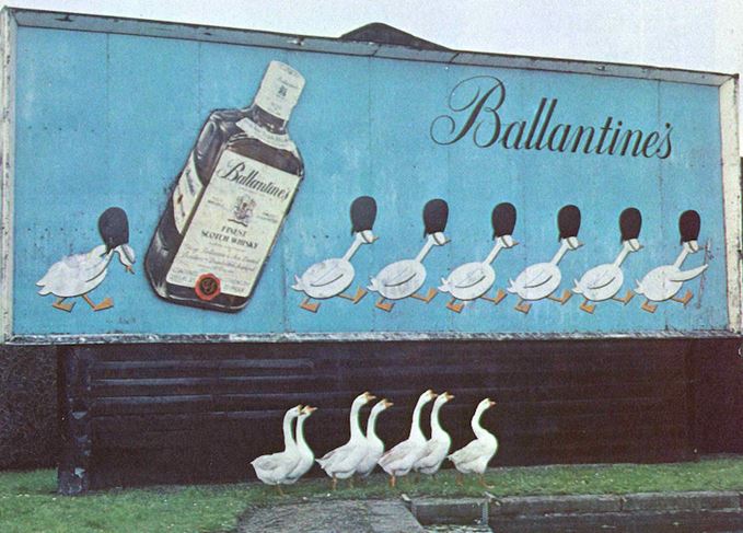 Geese in front of a Ballantine's billboard