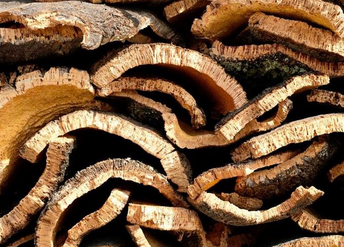 Harvested cork bark