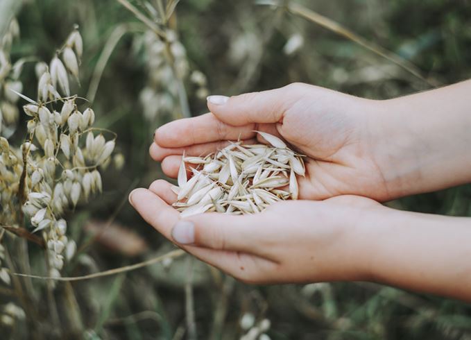 Handful of oat grain