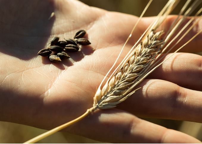 Barley grains and ear in hand