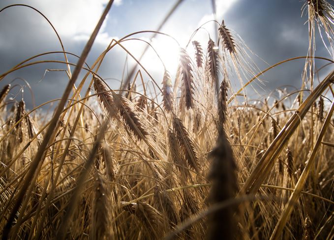 Field of bere barley