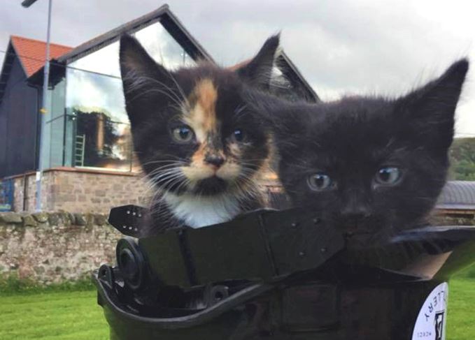 Lindores Abbey distillery cats