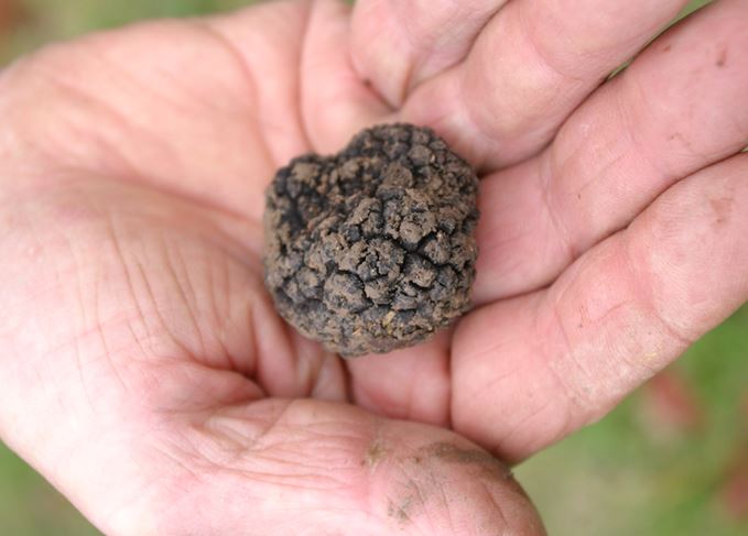 Black truffle