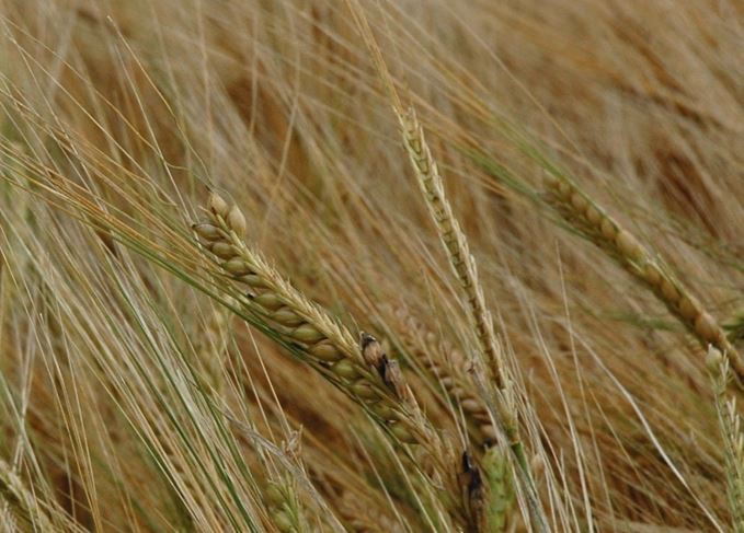 Barley variety used to make whisky