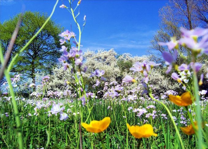 Springtime flowers