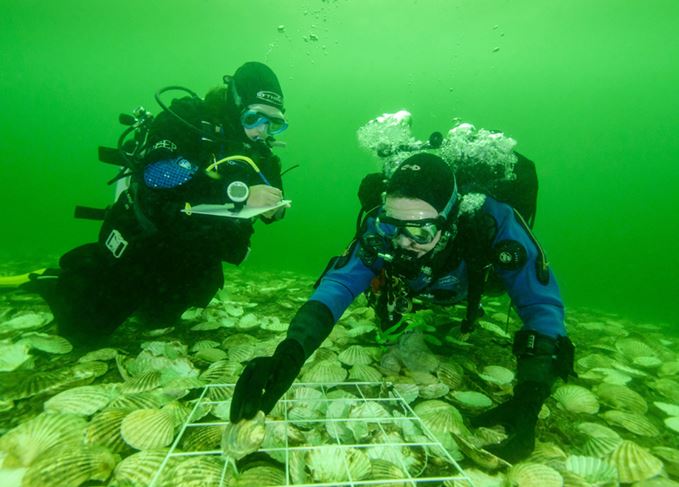 Divers monitoring oysters in the Dornoch Firth